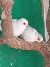 عصفور-tourterelle-diamand-يسر-بومرداس-الجزائر
