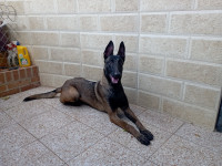 chien-malinois-femelle-charbonnee-1an-alger-centre-algerie