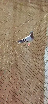 installation filet anti pigeons