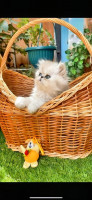 قطة-chat-persan-chinchilla-pure-race-بابا-حسن-الجزائر