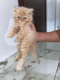 chat persan