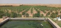 farmland-sell-djelfa-el-khemis-algeria