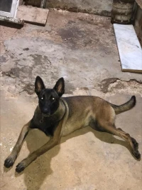 Femelle malinois
