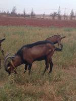 animaux-de-ferme-vente-troupeaux-caprins-race-alpine-el-bayadh-algerie