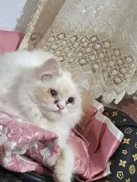 Femelle persan