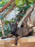 chien-malinois-charbonne-3-mois-khemis-miliana-ain-defla-algerie