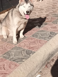 chien-vend-husky-rahmania-alger-algerie