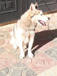 chien-vend-husky-rahmania-alger-algerie