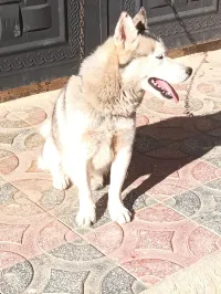Vend chien husky 