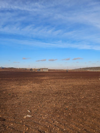 terrain-agricole-vente-ain-temouchent-ouled-kihal-algerie