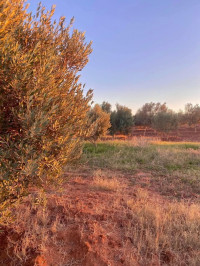 terrain-agricole-vente-ain-temouchent-algerie