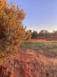 Vente Terrain Agricole Aïn Témouchent Ain temouchent