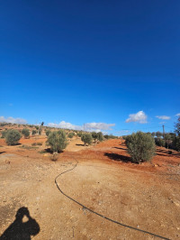 terrain-agricole-vente-oran-boufatis-algerie