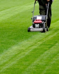   jardinage Tondre le gazon naturel Tondre la pelouse : Copé des arbres 