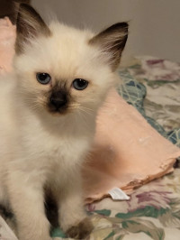 chat-femelle-ragdoll-pur-race-bir-mourad-rais-alger-algerie