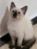 chat-vends-ragdolls-pur-race-bir-mourad-rais-alger-algerie