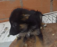 Berger allemand 