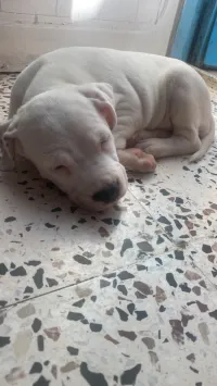 DOG argentin 