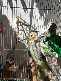 Vend oiseaux calypso