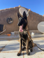 chien-malinois-masque-noire-miliana-ain-defla-algerie