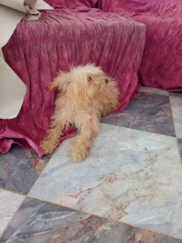 كلاب-caniche-bichon-frise-أوزلاقن-بجاية-الجزائر