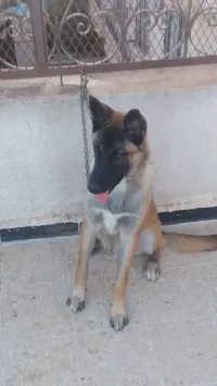 Chien 9 mois