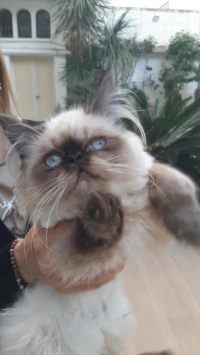 Chat persan chinchilla pure race 