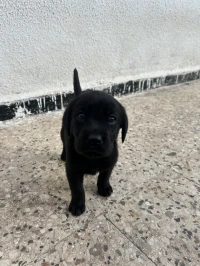 Chiots labrador 