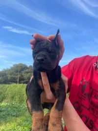 Doberman