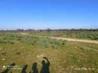 terrain-agricole-vente-el-tarf-ben-mehdi-algerie