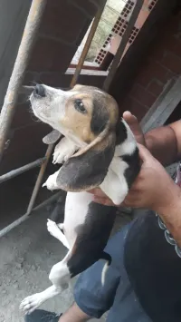 Chien chienne de chasse