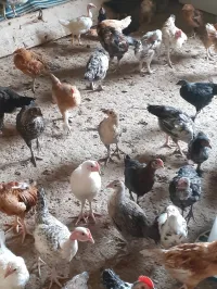A vendre poule pondeuses 