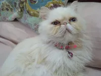 Chat Himalaya peke face 