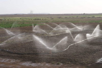 terrain-agricole-vente-djelfa-ain-oussara-algerie