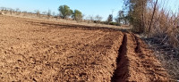 terrain-agricole-vente-djelfa-ain-oussara-algerie