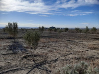 terrain-agricole-vente-sidi-bel-abbes-algerie