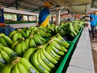 autre-موز-بالجملة-الكبرى-bananes-en-super-gros-premium-ain-benian-alger-algerie