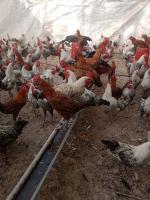 animaux-de-ferme-سلام-كاين-دجاج-فيومي-متخلط-الانواع-ذوكور-birtouta-alger-algerie