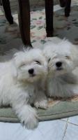 chien-chiots-bichon-maltais-nain-oran-algerie