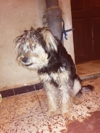 Caniche sapsali