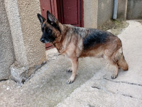 chien-femelle-berger-allemand-tizi-ouzou-algerie