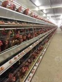batterie poule pondeuse 