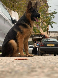 chien-male-berger-allemand-6-mois-pedigre-baraki-alger-algerie