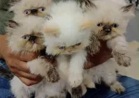 Chat persan قط قطط بيرسون هيمالايا 