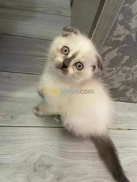 chat persan scottish fold 
