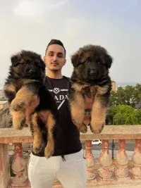 Berger Allemand haute qualité 