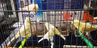 Liquide en gros ou detail  canaris adultes / serins mozambique males et femelles et nino male