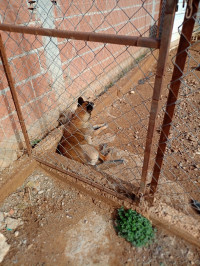 chien-02-femelles-malinois-et-01-couple-chiots-charbonne-mchedallah-bouira-algerie