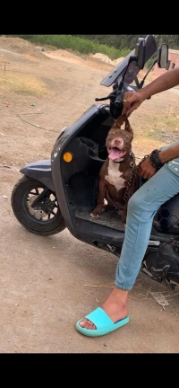 Pitbull red nose