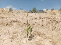 terrain-vente-bordj-bou-arreridj-ksour-algerie